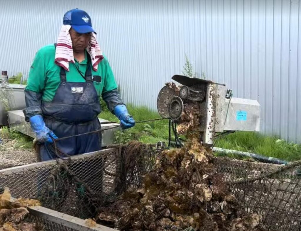 機械を使って牡蠣をロープから外す